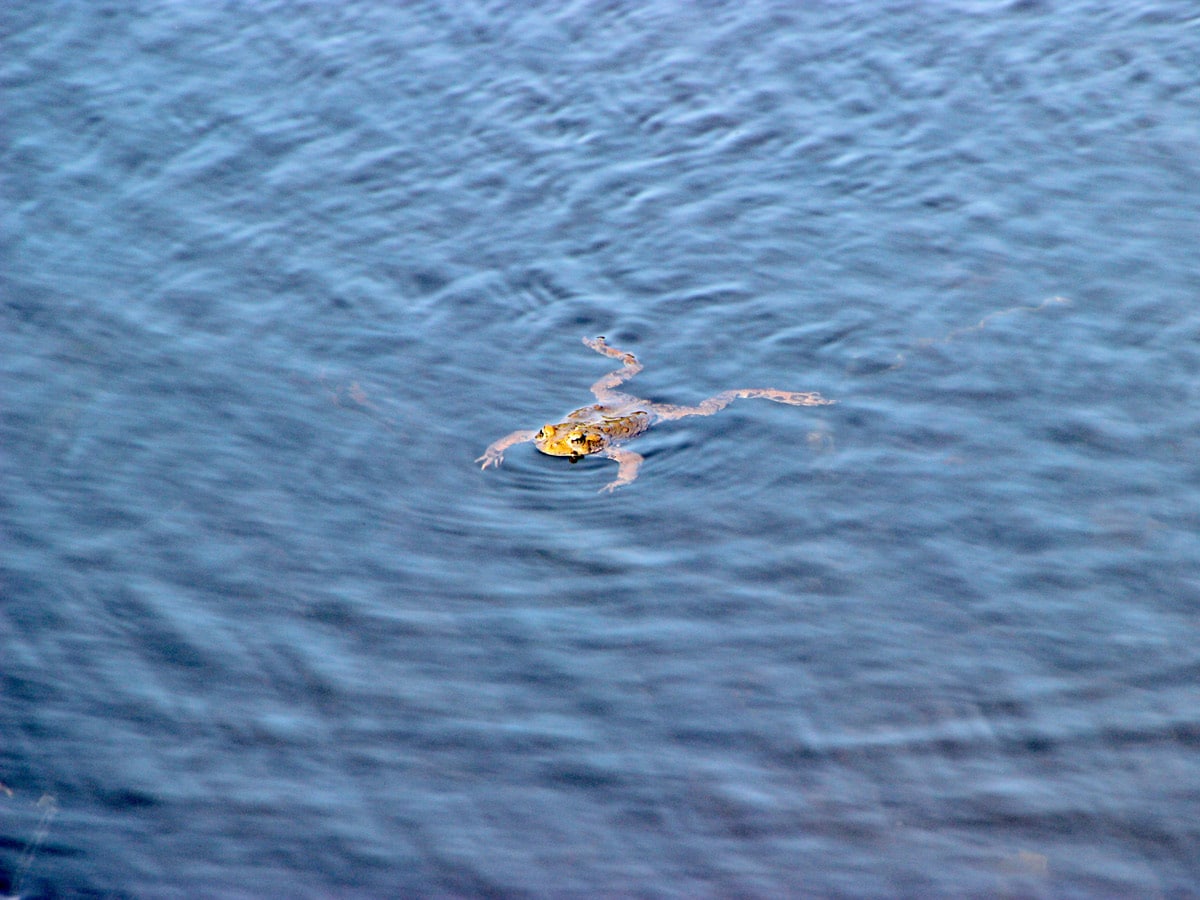 Frog swims in marsh along High Knoll trail near Vancouver BC