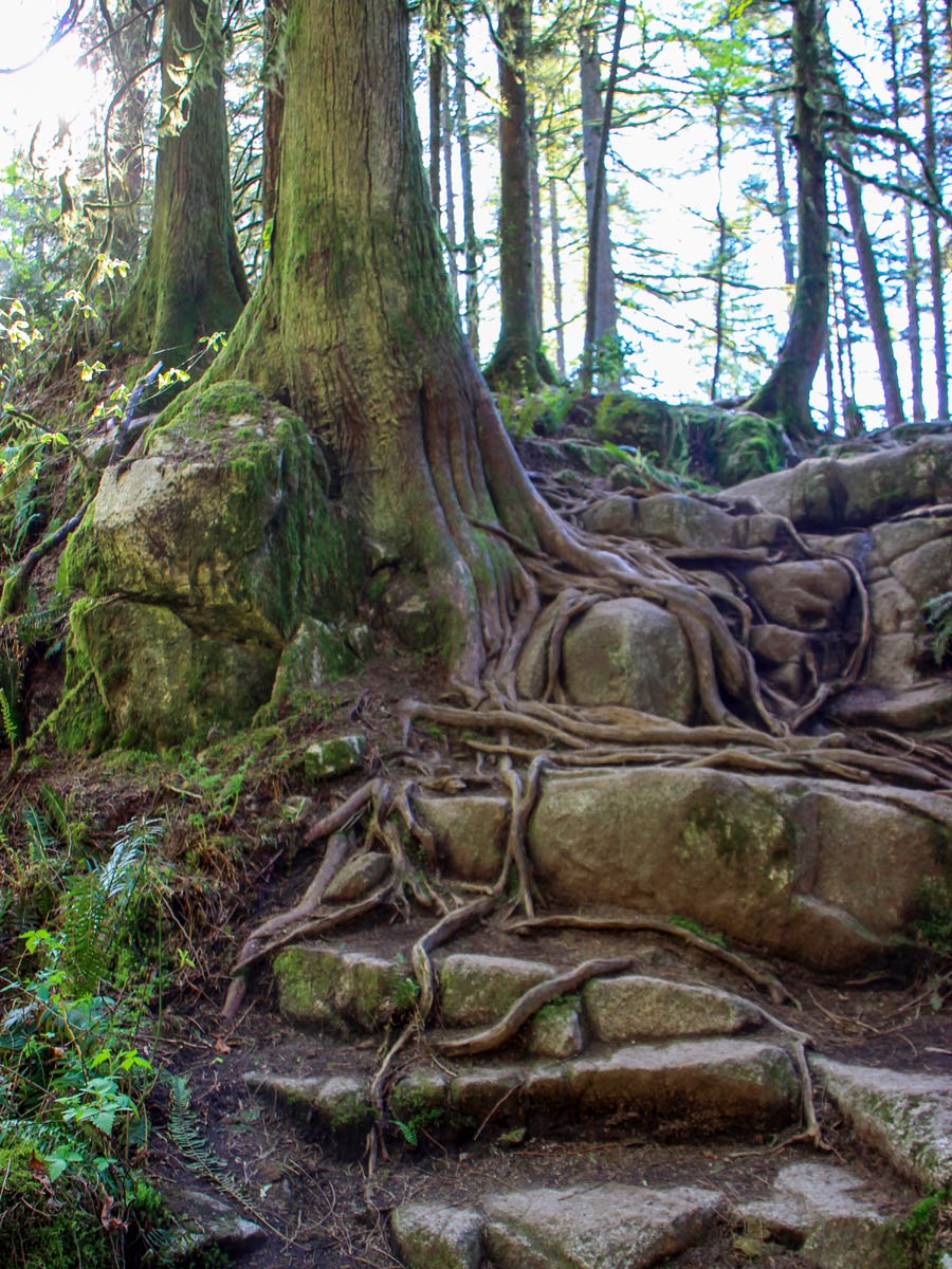 Twisting roots in the forest up High Knoll trail east of Vancouver BC