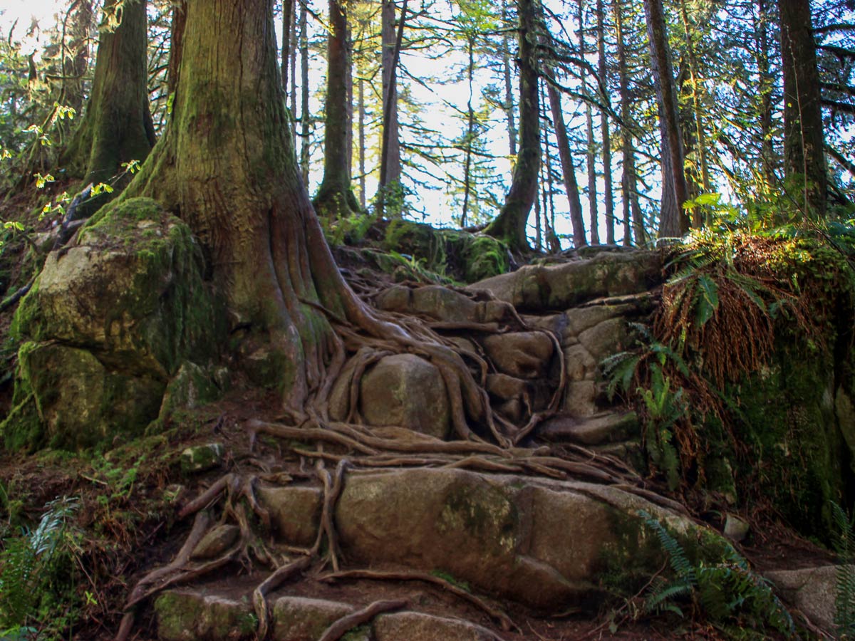 Tree roots grow over rocks on the High Knoll trail through forest near Vancouver