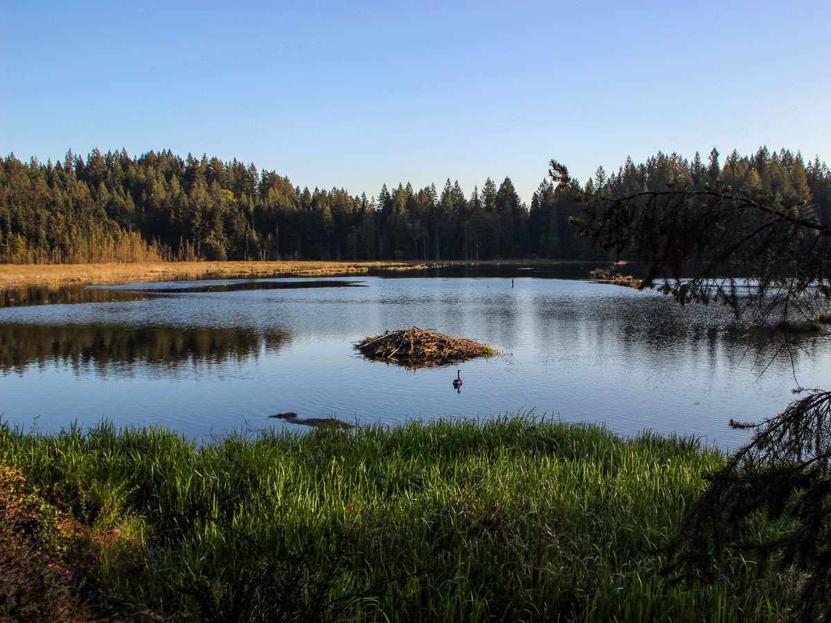 Pond along High Knoll trail near Vancouver