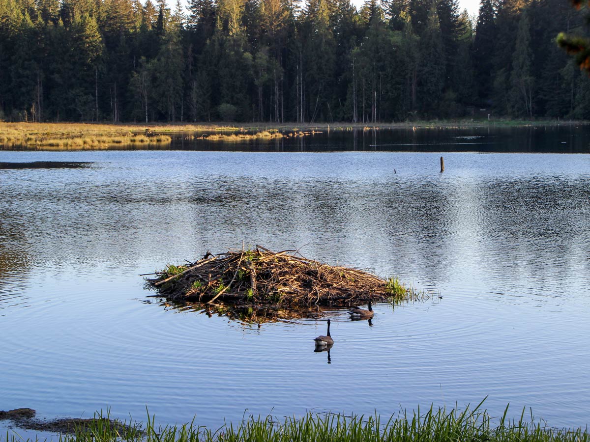 Geese and beaver dam in marsh along High Knoll trail near Vancouver