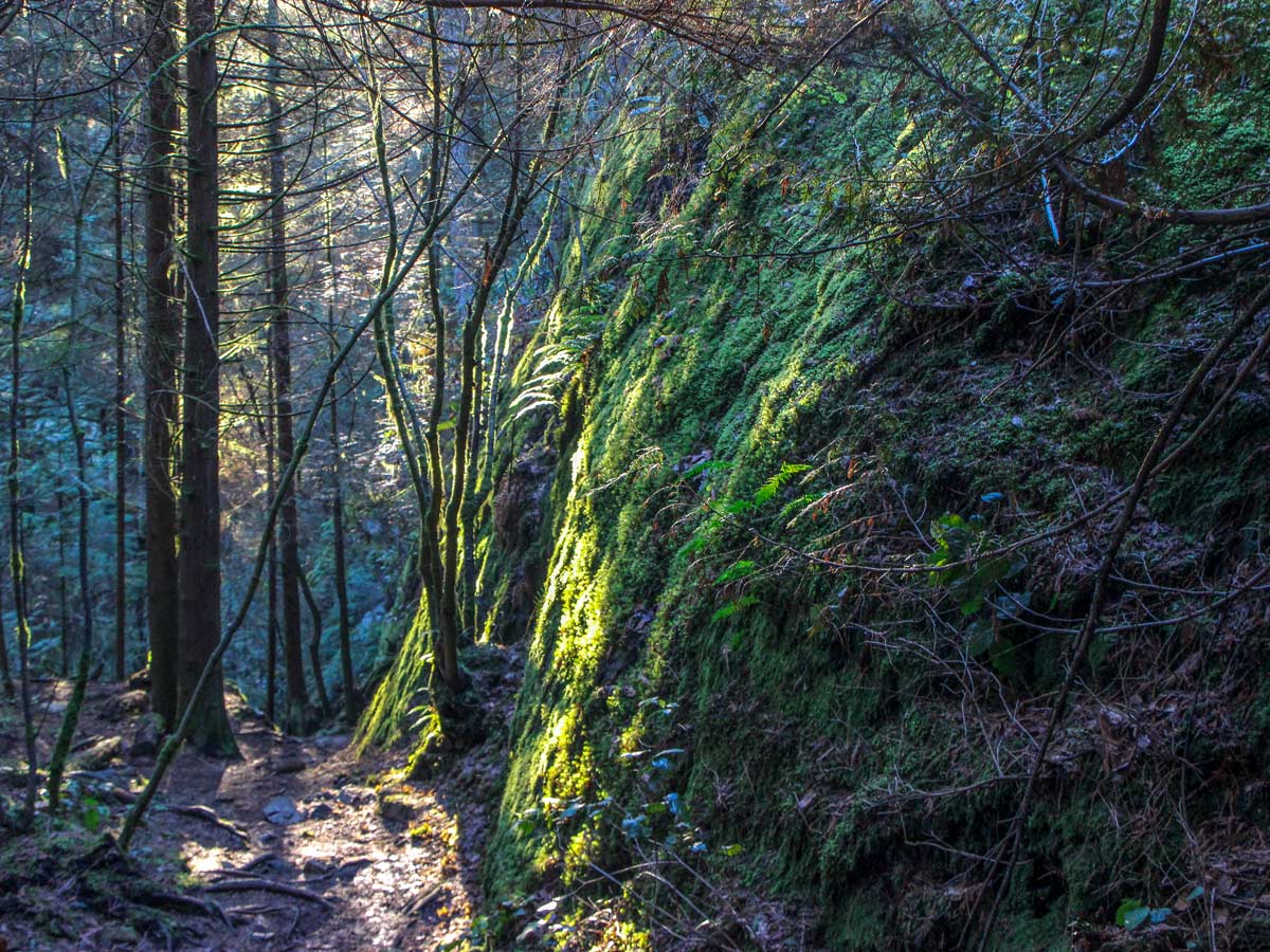 Sunny forest along Jug Island Hiking trail east of Vancouver