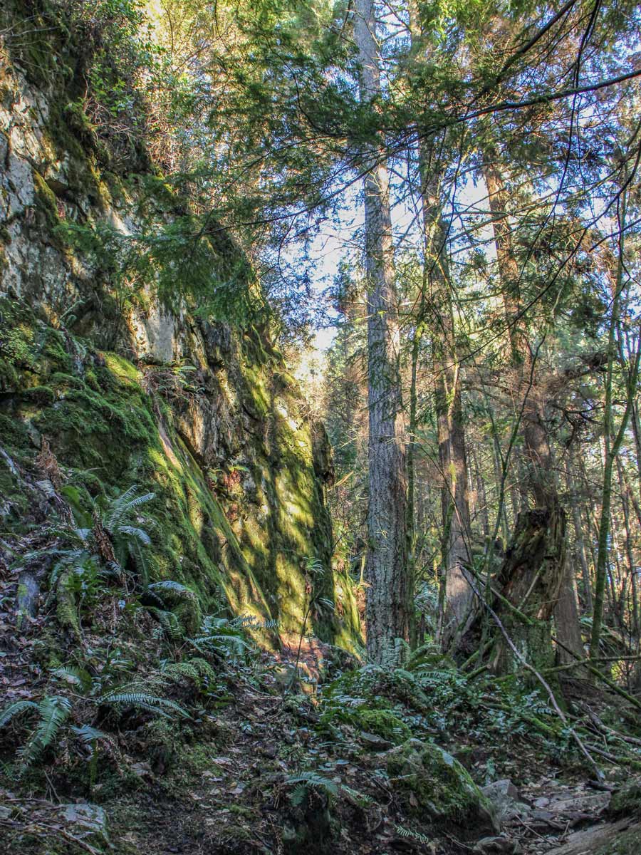 Hiking through teh forest along the Jug Island hiking trail near Vancouver