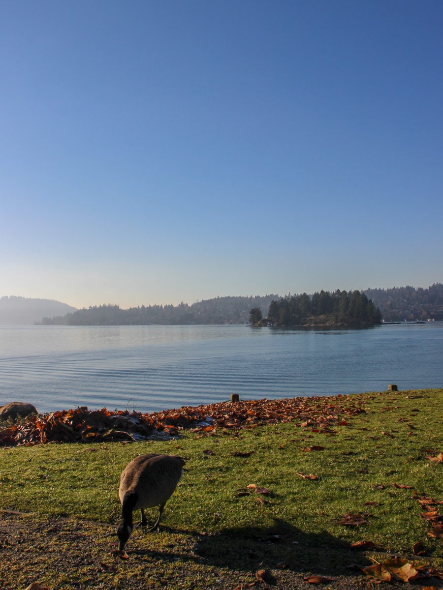 Canada Geese on the shores of Jug Island near Vancouver BC