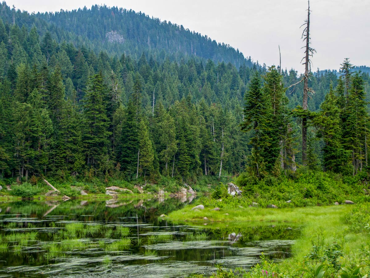 Munro Lake marshes along Munro Lake hike near Vancouver British Columbia