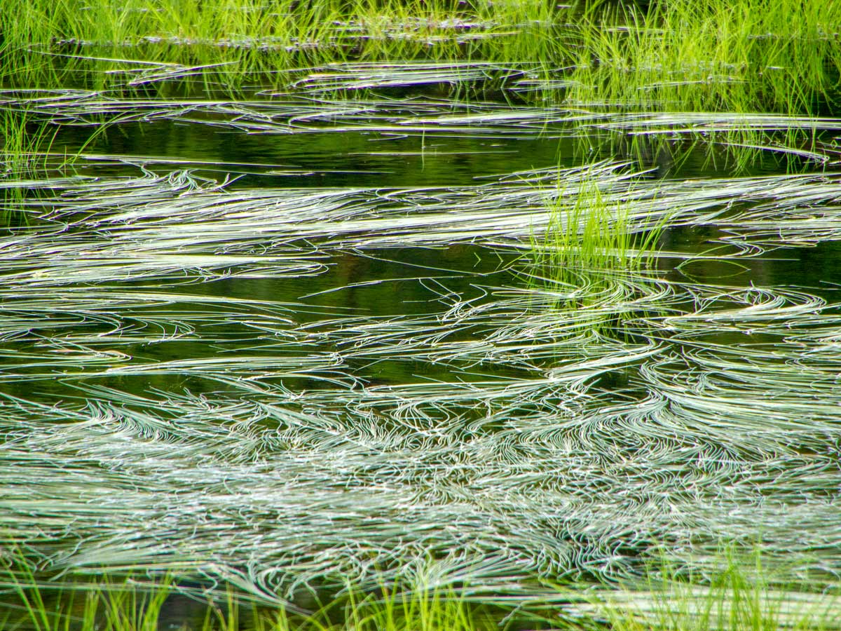 Tall grasses in Munro Lake along hiking trail near Vancouver BC