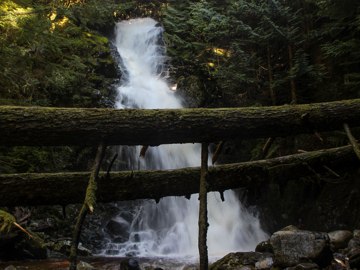 Fallen trees in forest across Sawblade Falls waterfalls near Vancouver