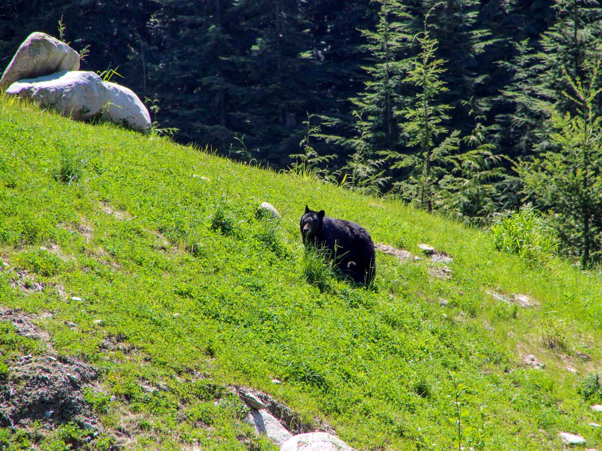 Black bears along the trail to Sawblade Falls east of Vancouver