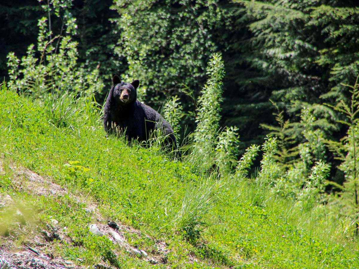 Young Black Bear spotted along Sawblade Falls trail near Vancouver