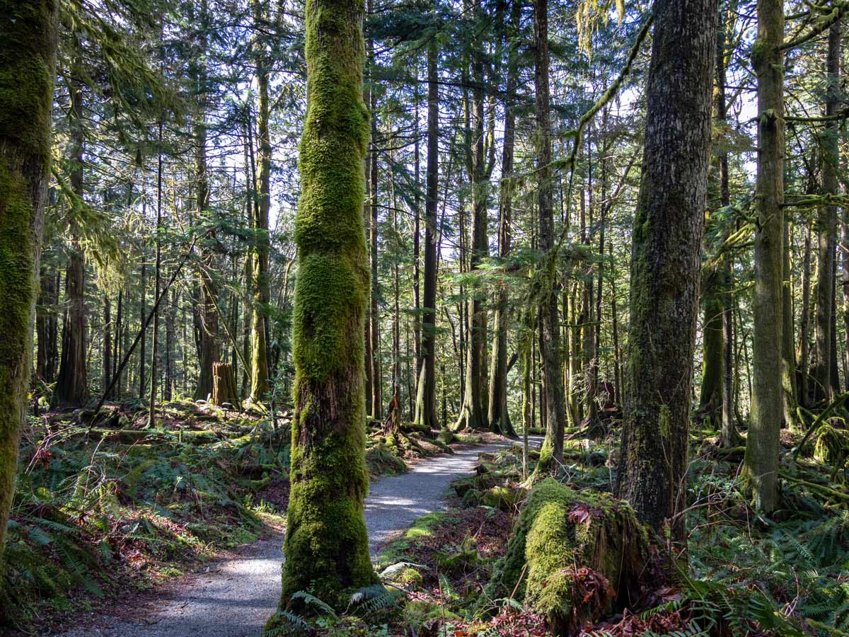 Wooded path along Steelhead Falls hike near Vancouver BC