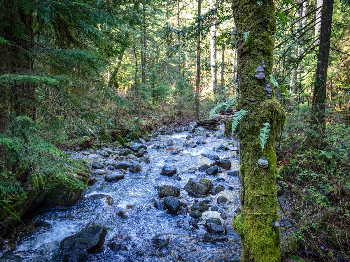 Tree and fern lined Steelhead creek on the way to Steelhead Falls near Vancouver BC