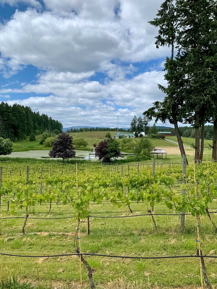 Cherry Point Winery grounds seen biking Mill Bay to Cowichan Valley near Victoria