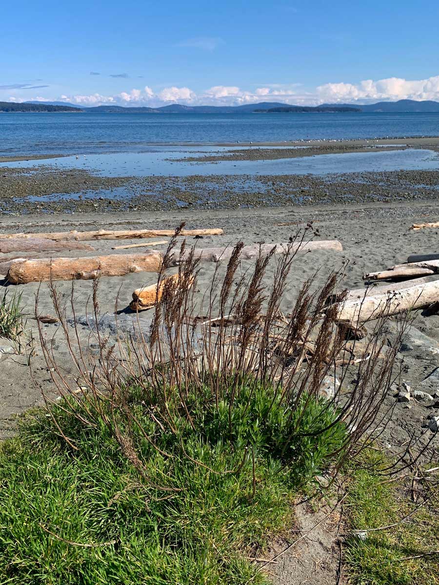 Looking out to the Pacific ocean along Lochside Trail road biking near Victoria BC