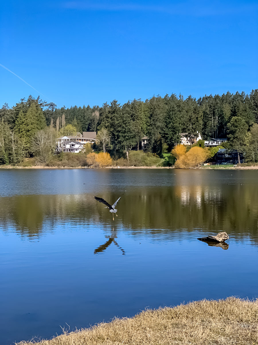 Seagulls and sea birds in a Pacific ocean bay along Metchosin Loop bike trail near Victoria