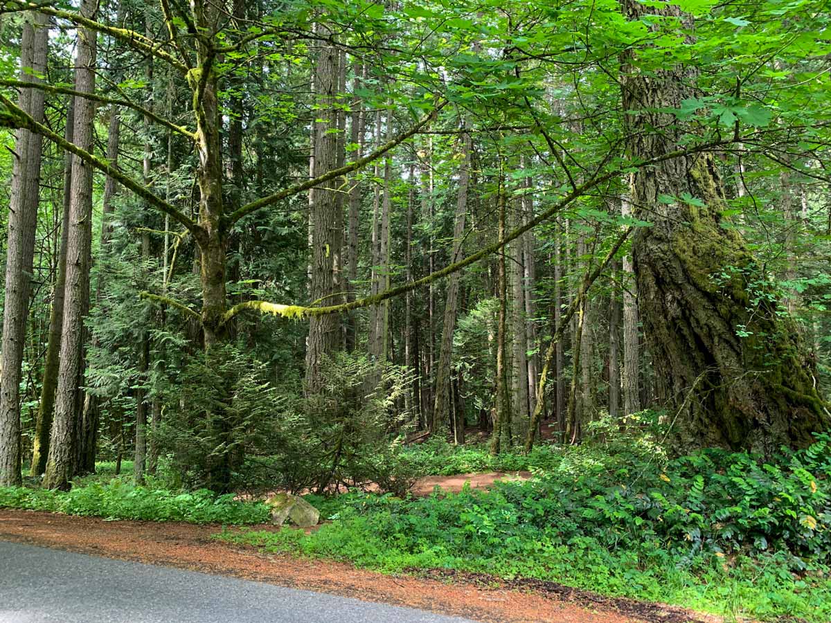 Beautiful forest surrounding Munns Road cycling near Victoria