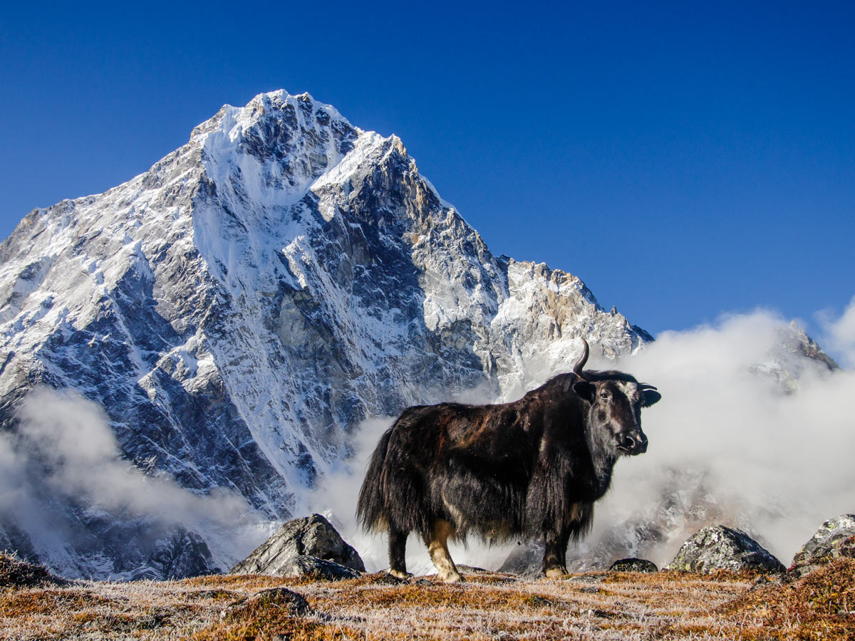 Cattle in Nepal