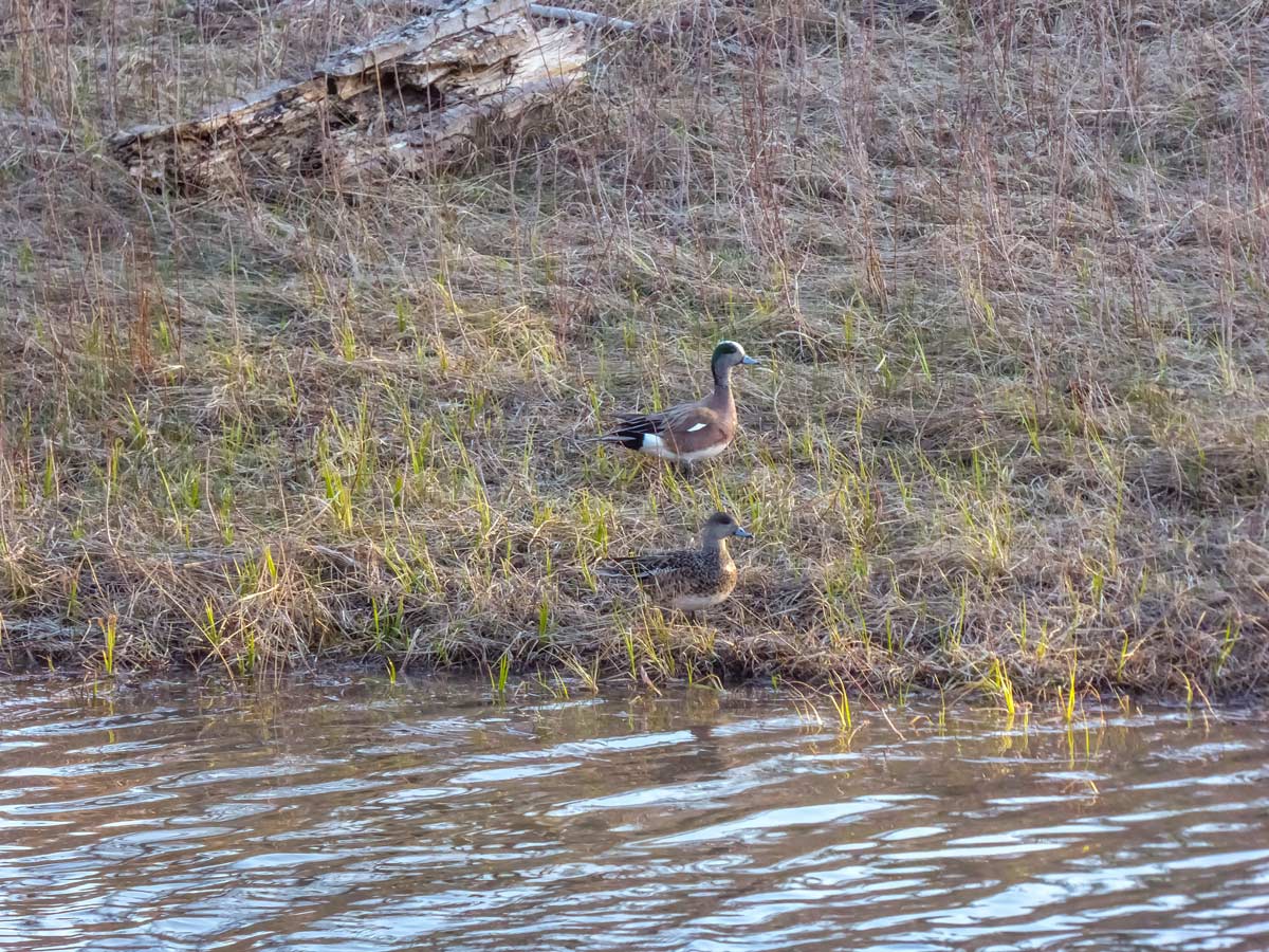 Ducks spotted on the river bank hiking in Weaselhead Flats Calgary