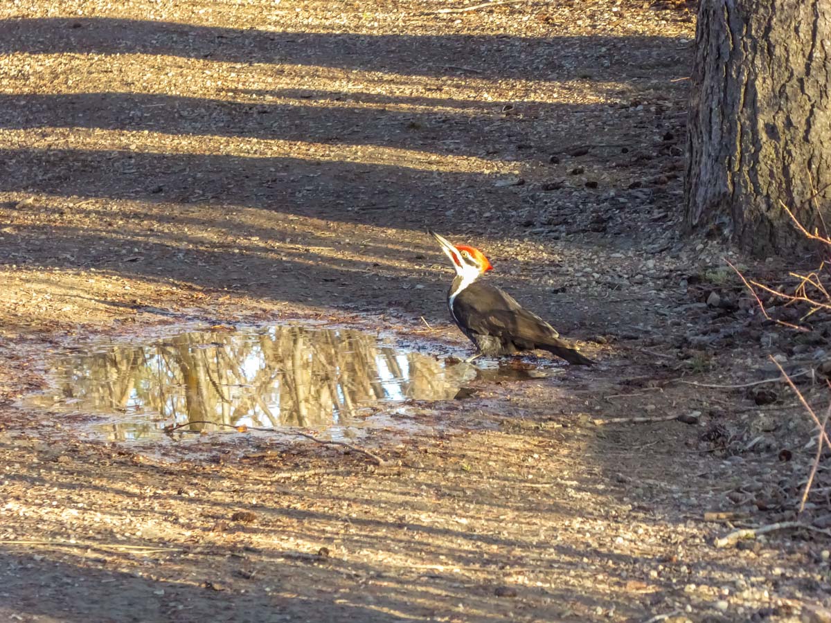 Woodpecker spotted hiking in Weaselhead Flats Calgary