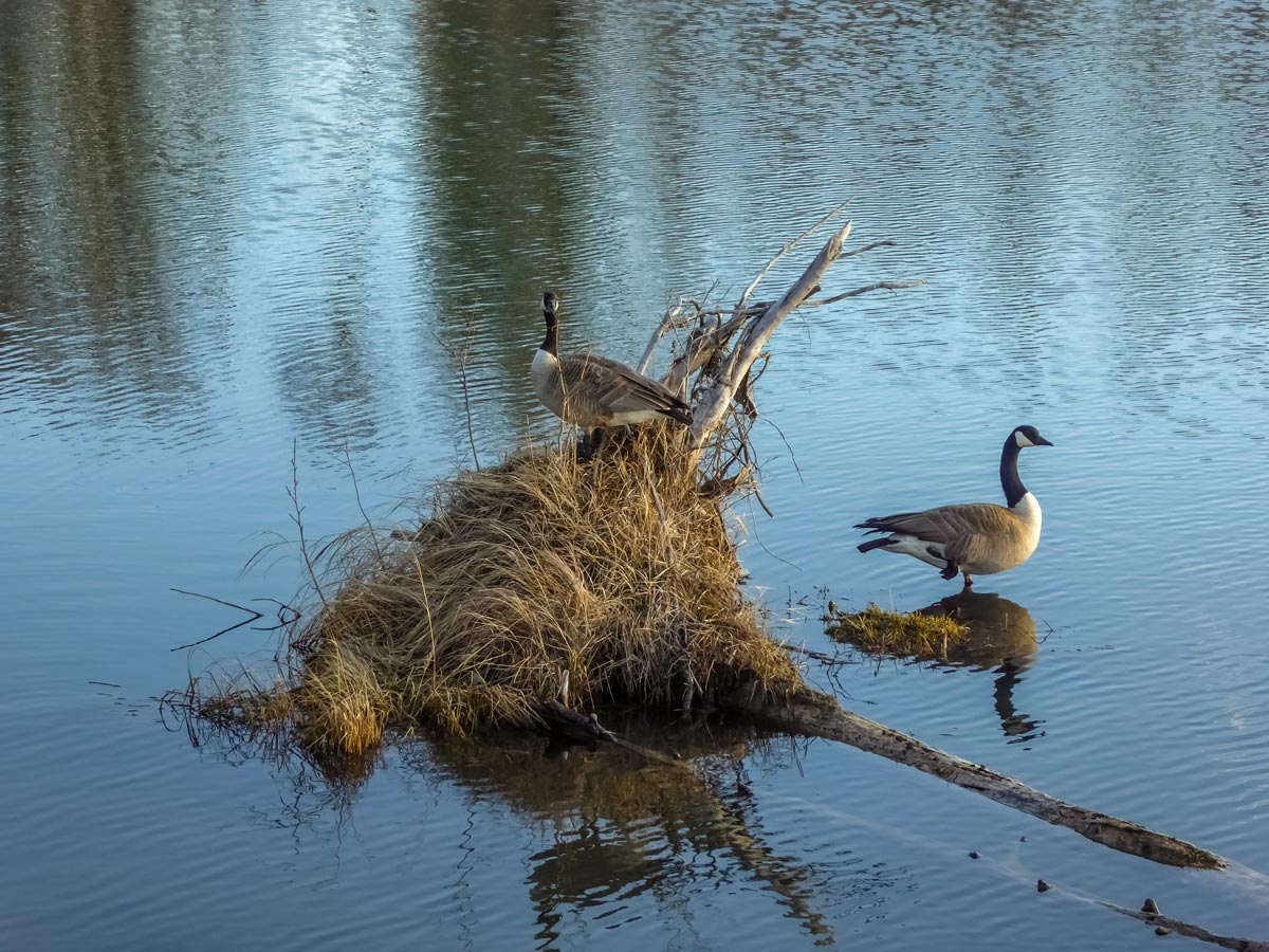 Canadian Geese spotted hiking around Weaselhead Flats Calgary