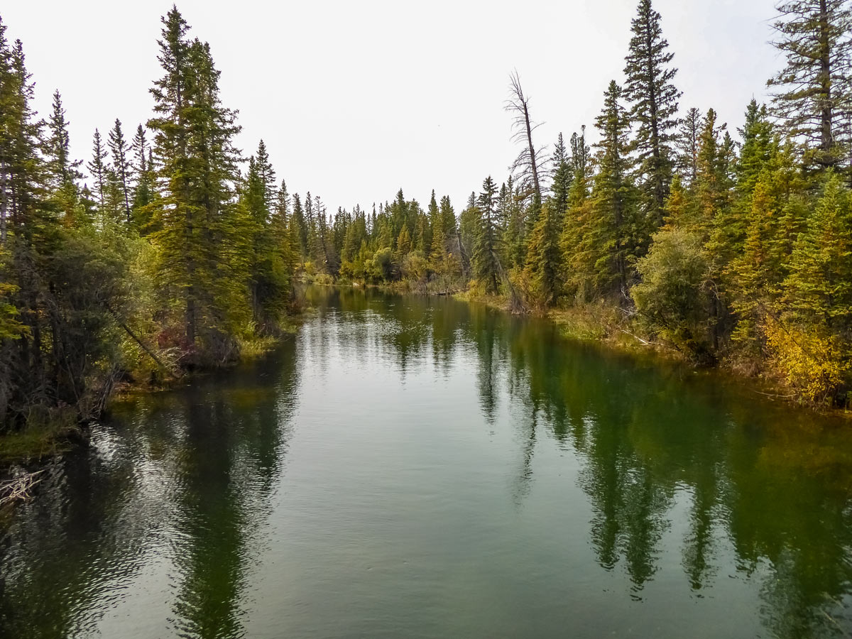 Beautiful forest and river along Weaselhead Flats trail hiking in Calgary