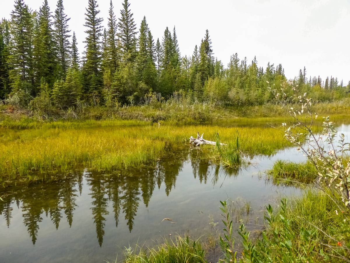 Reflections in the waters at Weaselhead Flats hiking in Calgary