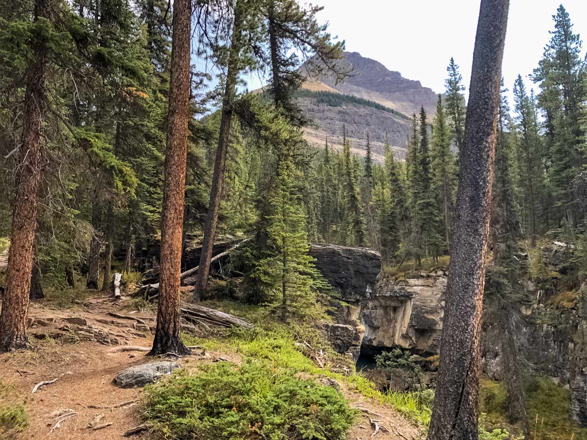 Beauty Creek hiking trail through beautiful forest mountains in Jasper Alberta Canada