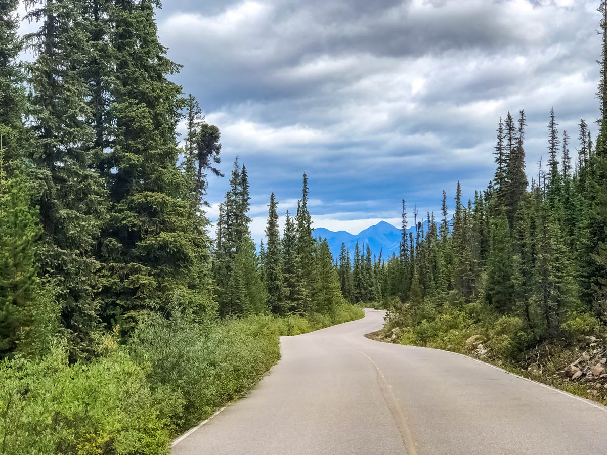 Forest road to Cavell Lake trailhead hiking in Jasper Alberta Canada