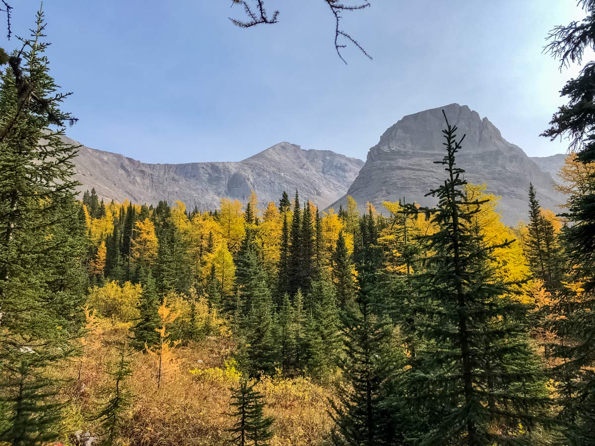 Larch trees along Arethusa Cirque hike in Kananaskis Alberta