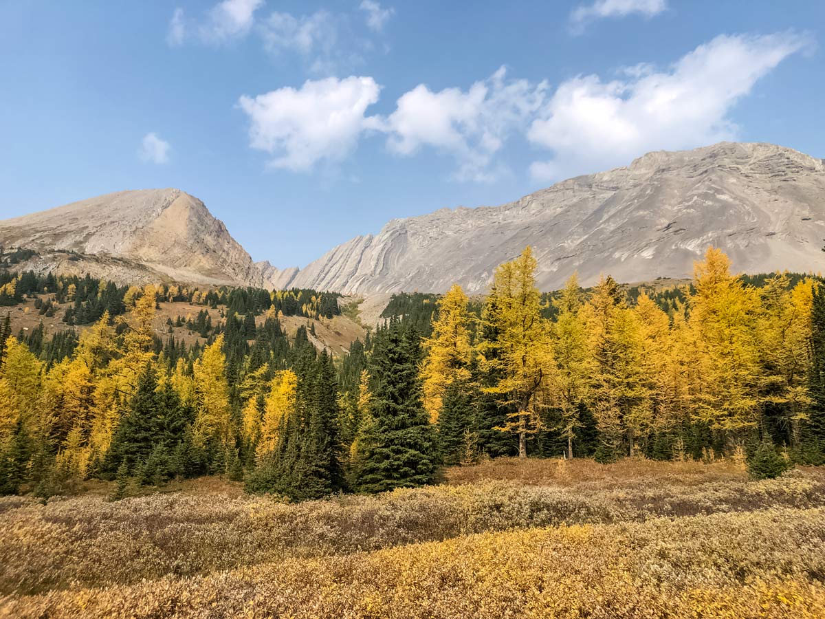 Beautiful fall autumn hiking Arethusa Cirque hiking trail in Kananaskis alberta