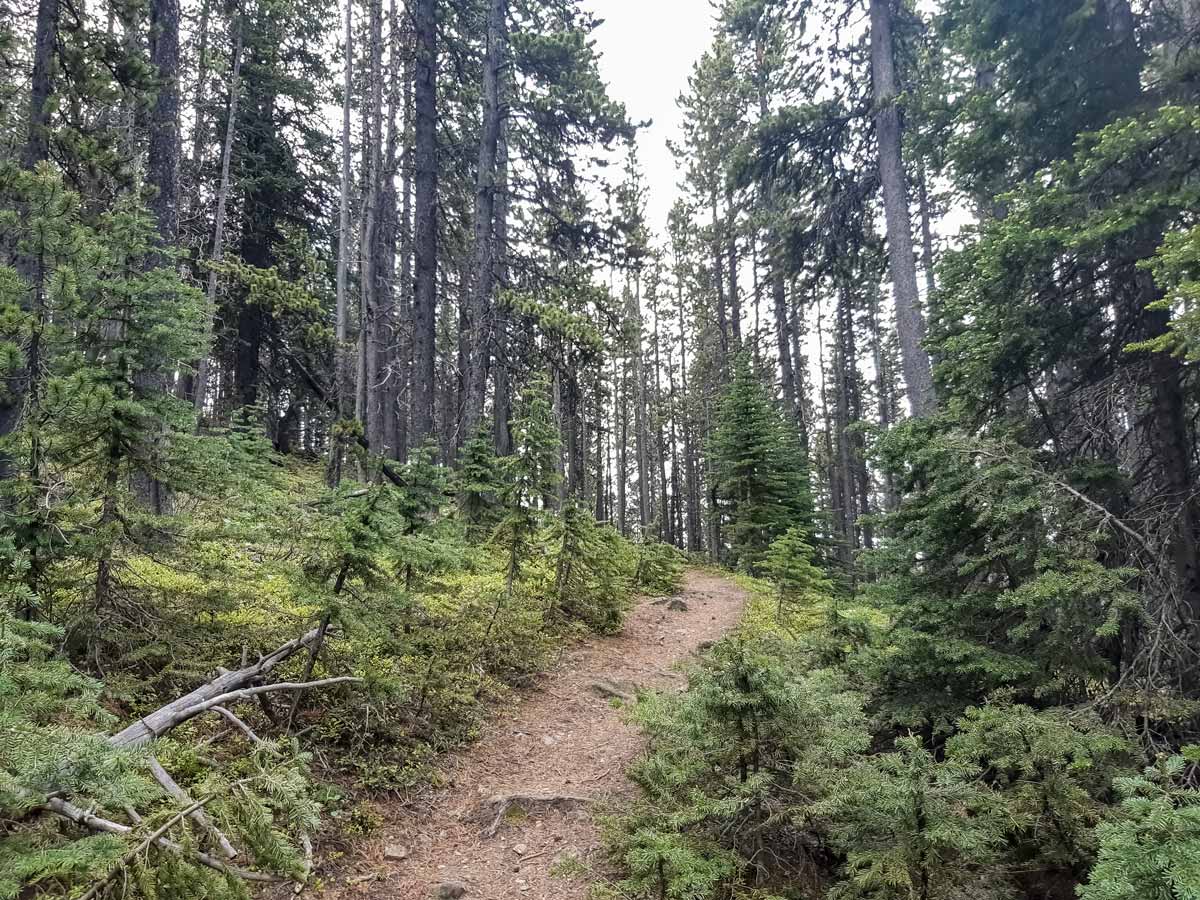 Woodland path hiking Mt Burke in Kananaskis