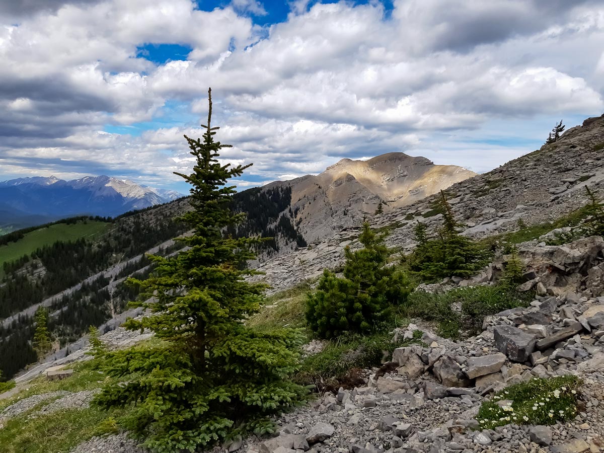 Trees grow among rocks on Mt Burke in Kananaskis