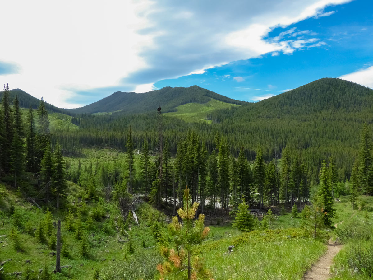 Hiking past logging clear cuts along trail to Mt Burke Alberta