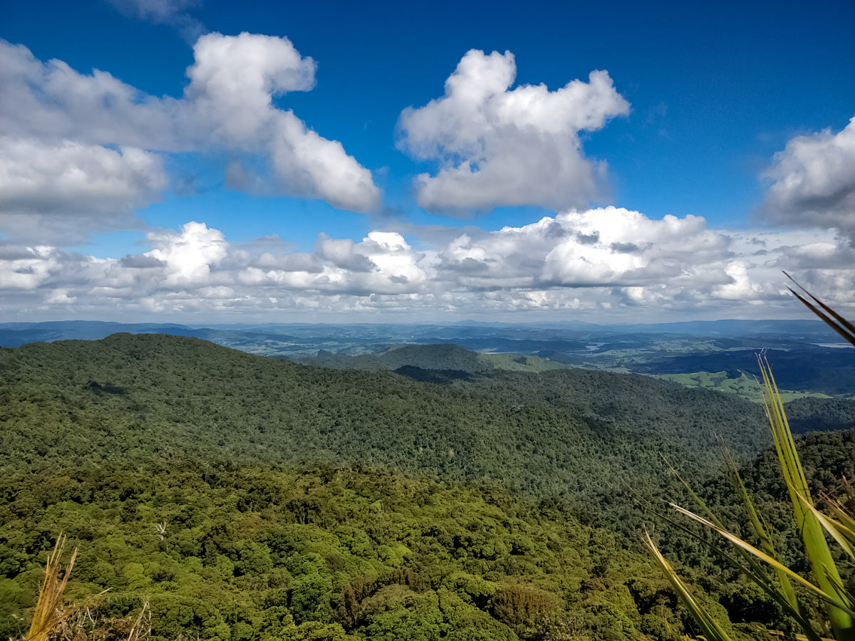 Beautiful New Zealand jungle forest hiking Te Araroa trail