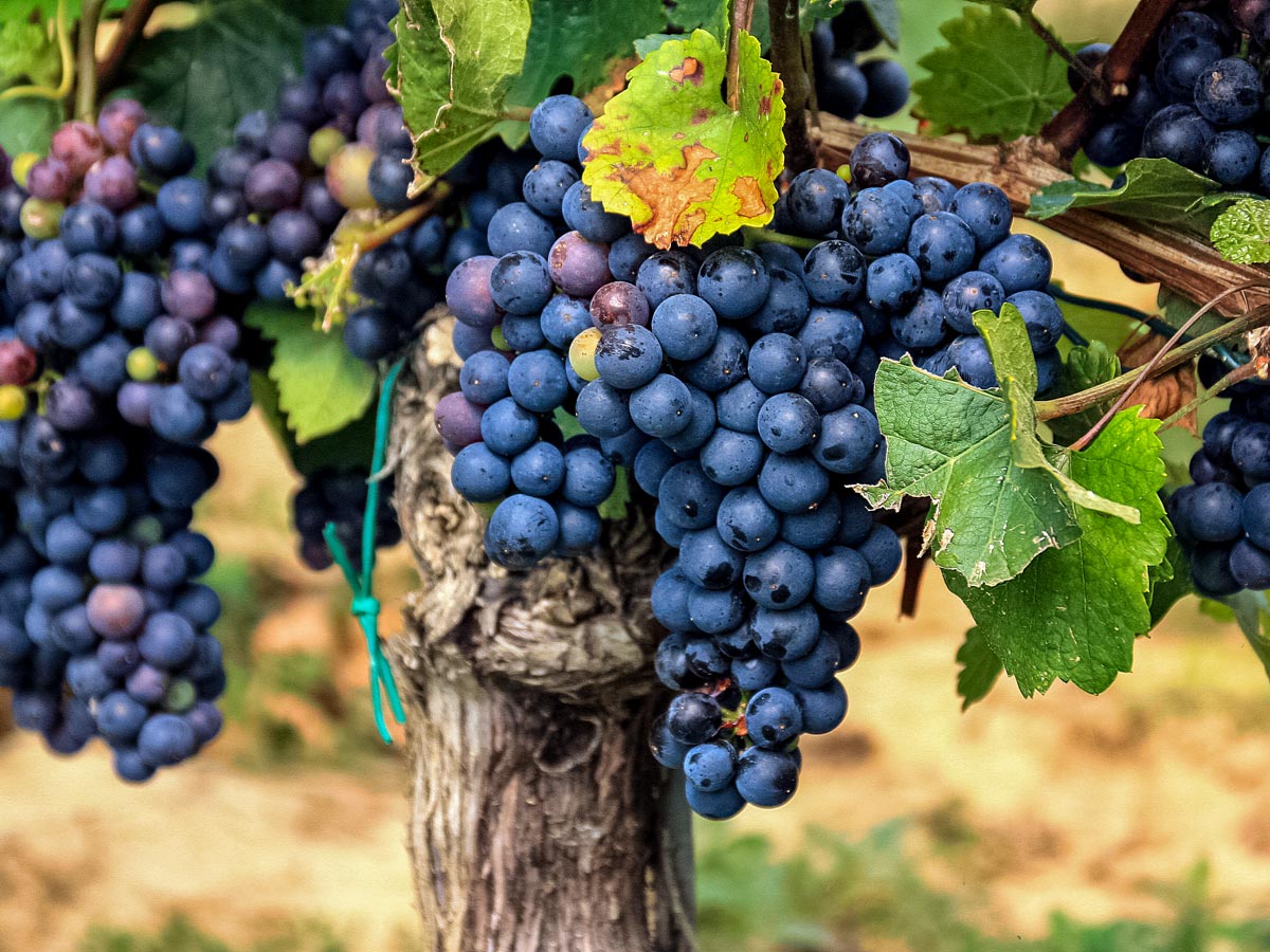 Langley Wine Tasting vineyard grapes