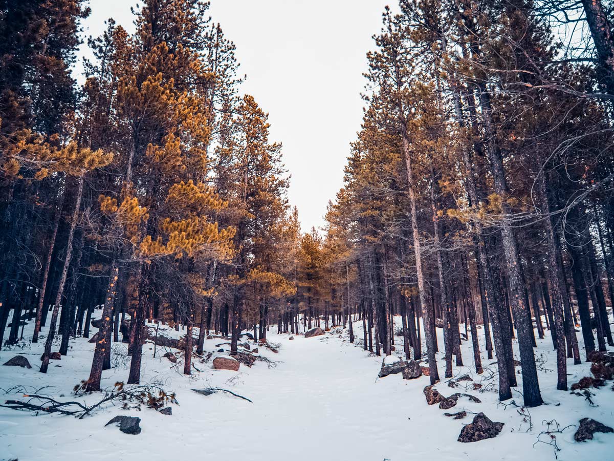 Winter walking hiking snowshoeing cross country skiing in teh forest near Denver Colorado