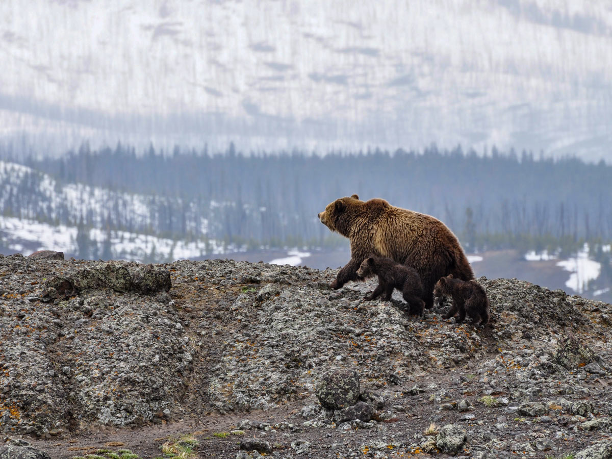 Mama Grizzly bear and cubs spotted in Yellowstone National Park winter