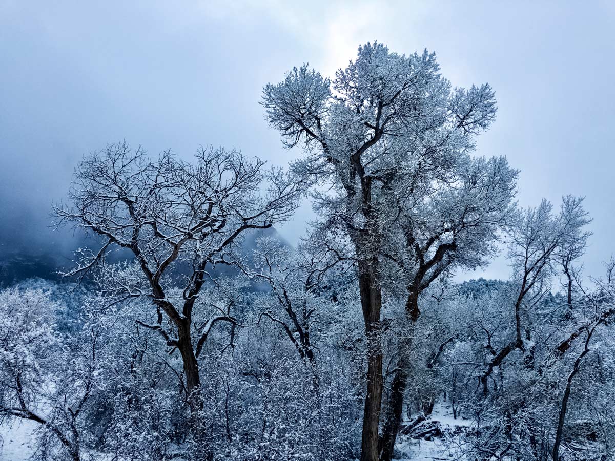 Beautiful snow covered trees winter in Zion national park Utah