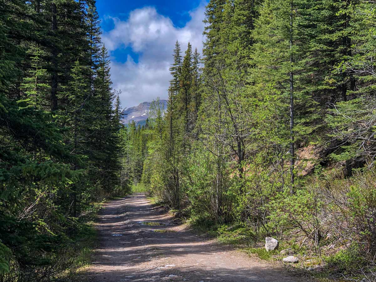 Hiking through Canadian forest Little Elbow trail Kananaskis Alberta Canada