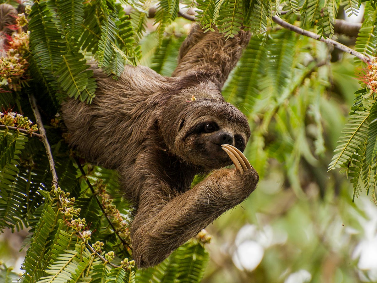 Three toed sloth in the Amazon rainforest jungle see on birding expedition