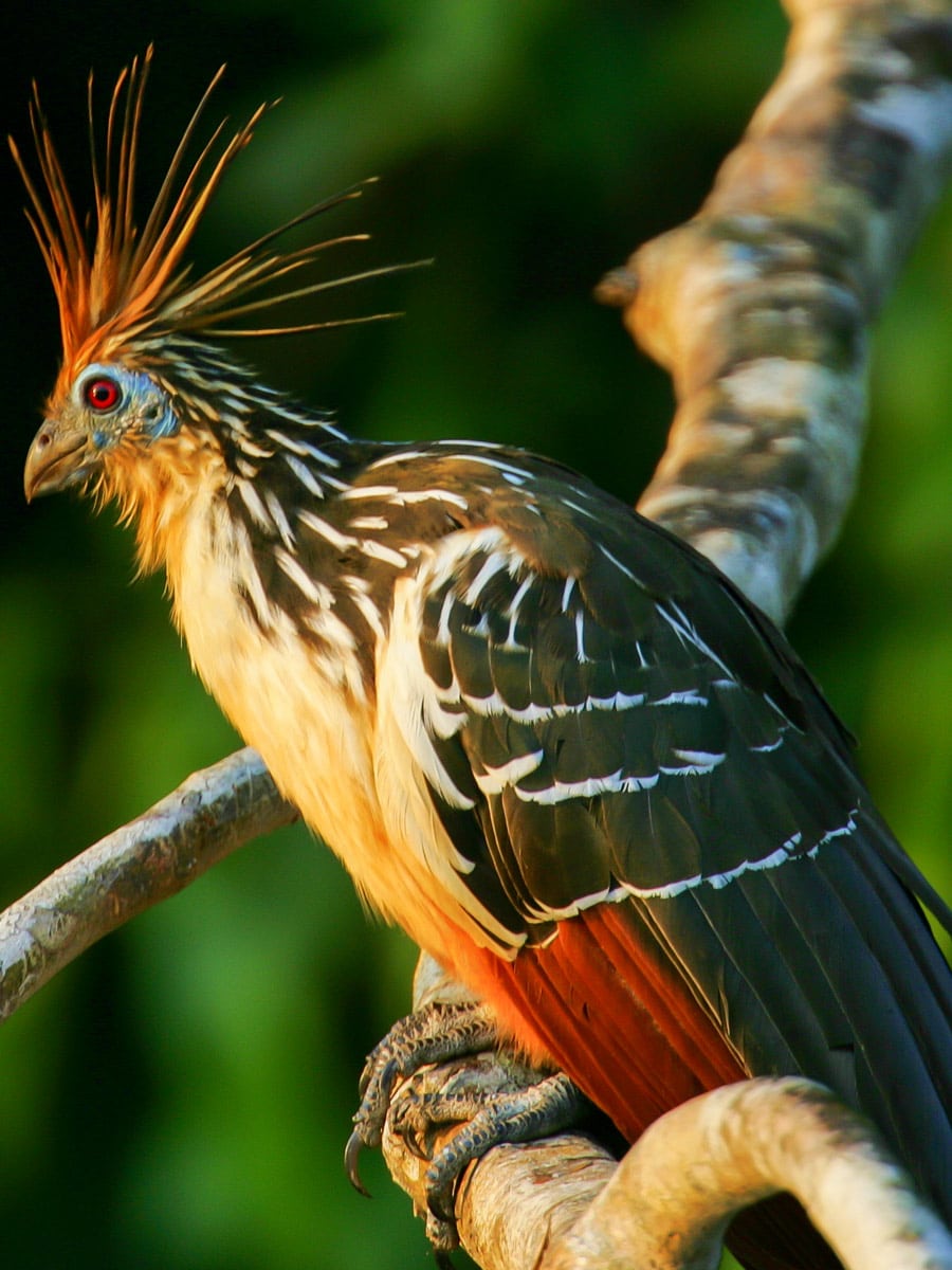Hoatzin bird Peru Amazonia survival training expedition