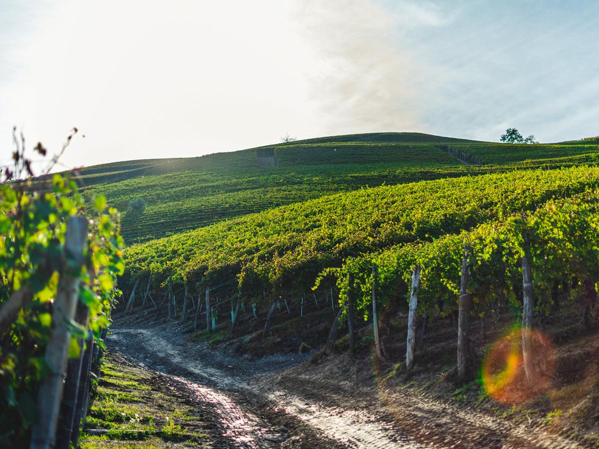 Italian vineyard in Naples