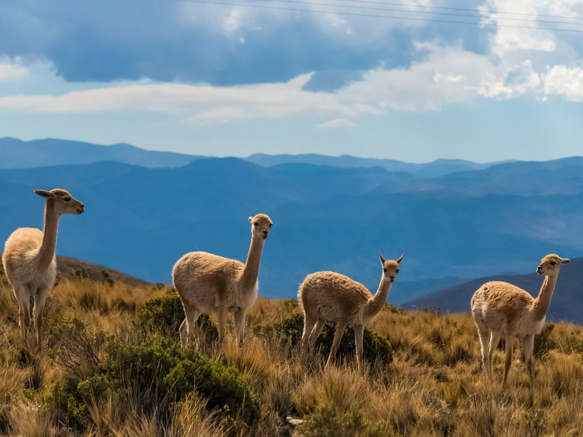 Lamas in Argentina