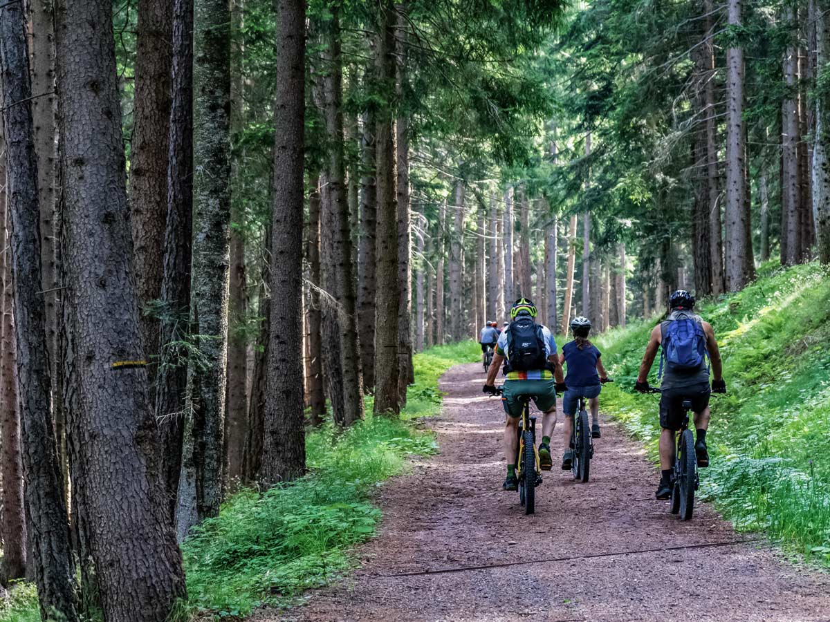 Road biking tour through beautiful forest