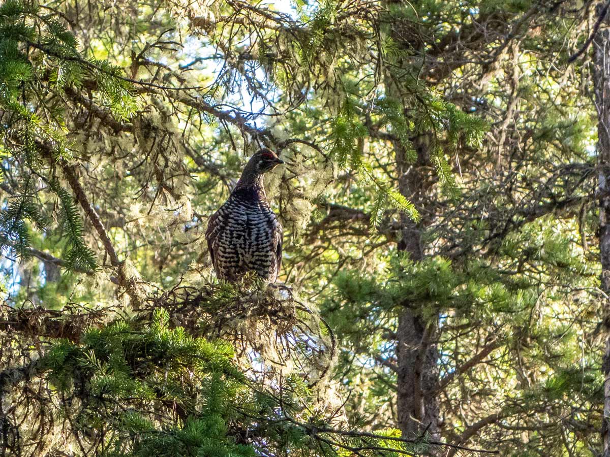 Curious grouse watching scramblers on Allstones Lake and Ridge trail