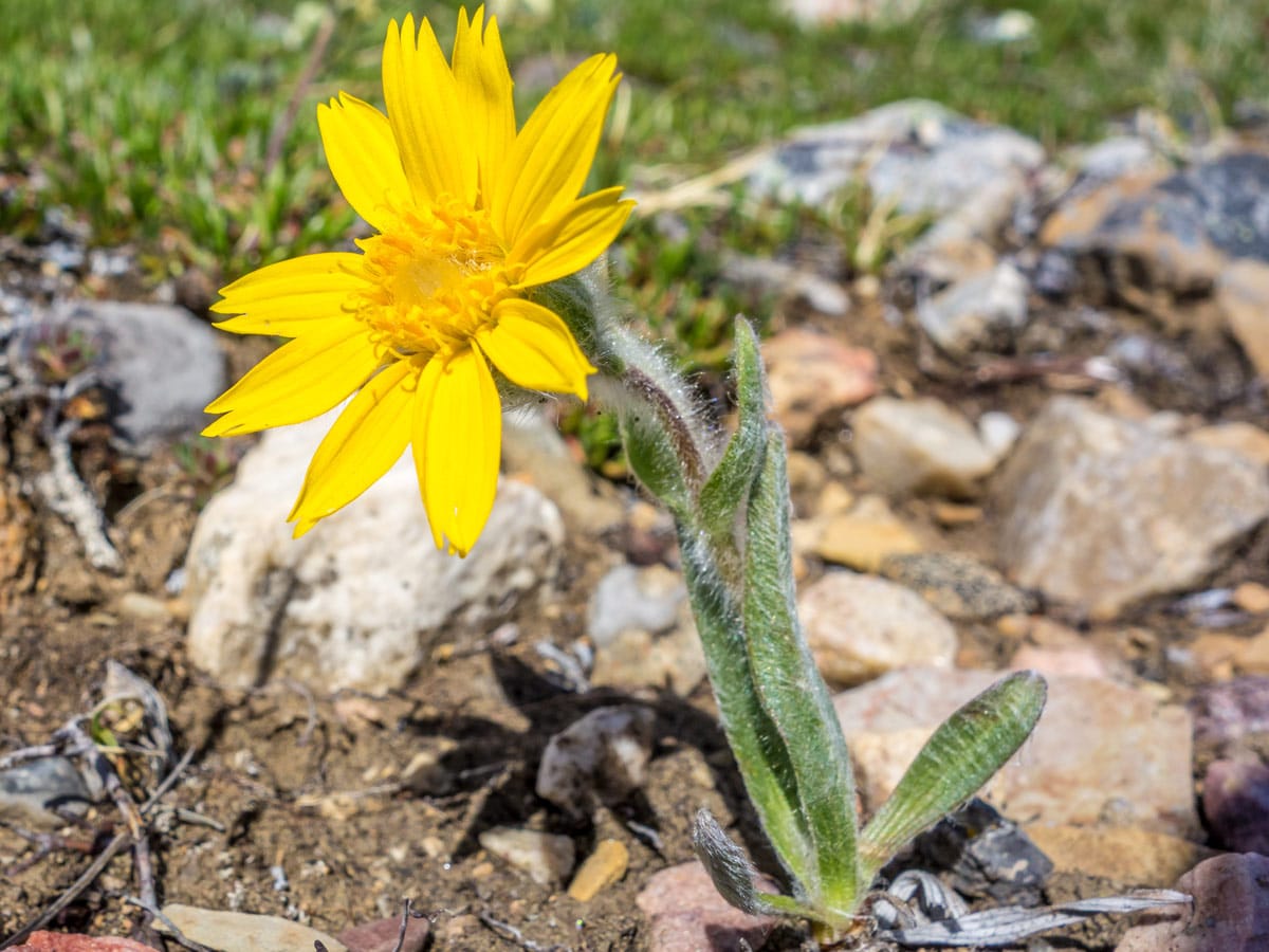 Two O clock Ridge is home for numerous beautiful wildflower species including heart leaved arnica