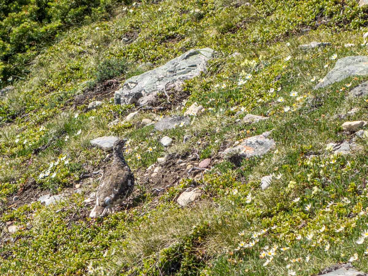 A ptarmigan met on Two o Clock Ridge scrambling trail near David Thompson Hwy