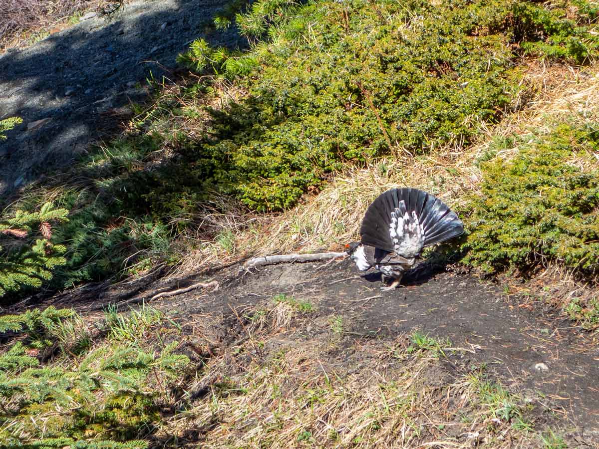 Spruce grouse met on Allstones Ridge and Lake Scramble
