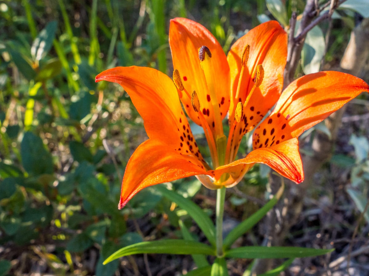 Beautiful wildflower seen along the trail of Coral Ridge