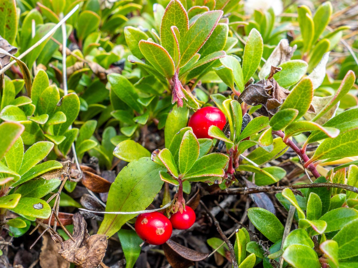 Flora seen on Eagle Ridge and Peak Scramble near Nordegg