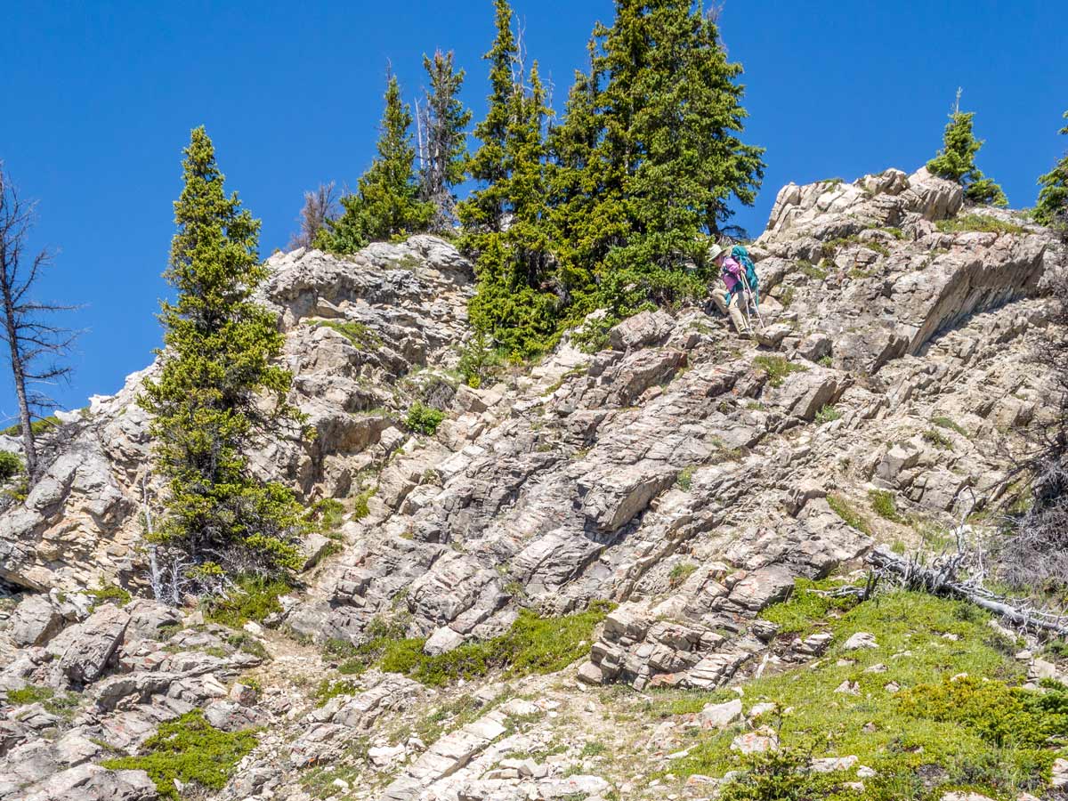 Almost at the top of Mount Ernest Ross Scramble near David Thompson Hwy